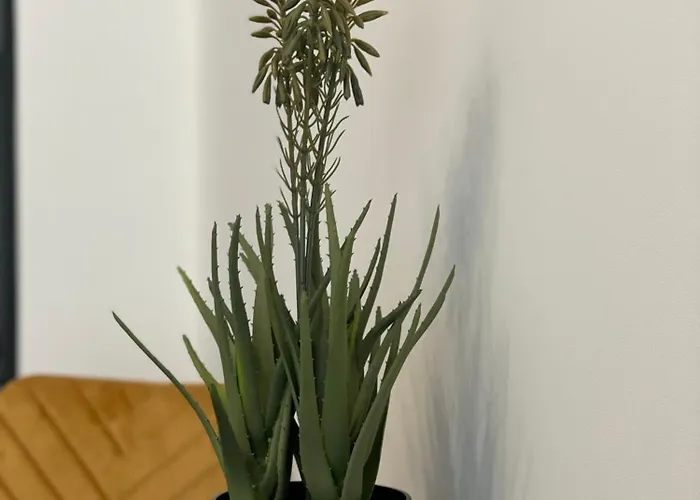 Nowoczesne Stare * 琴斯托霍瓦